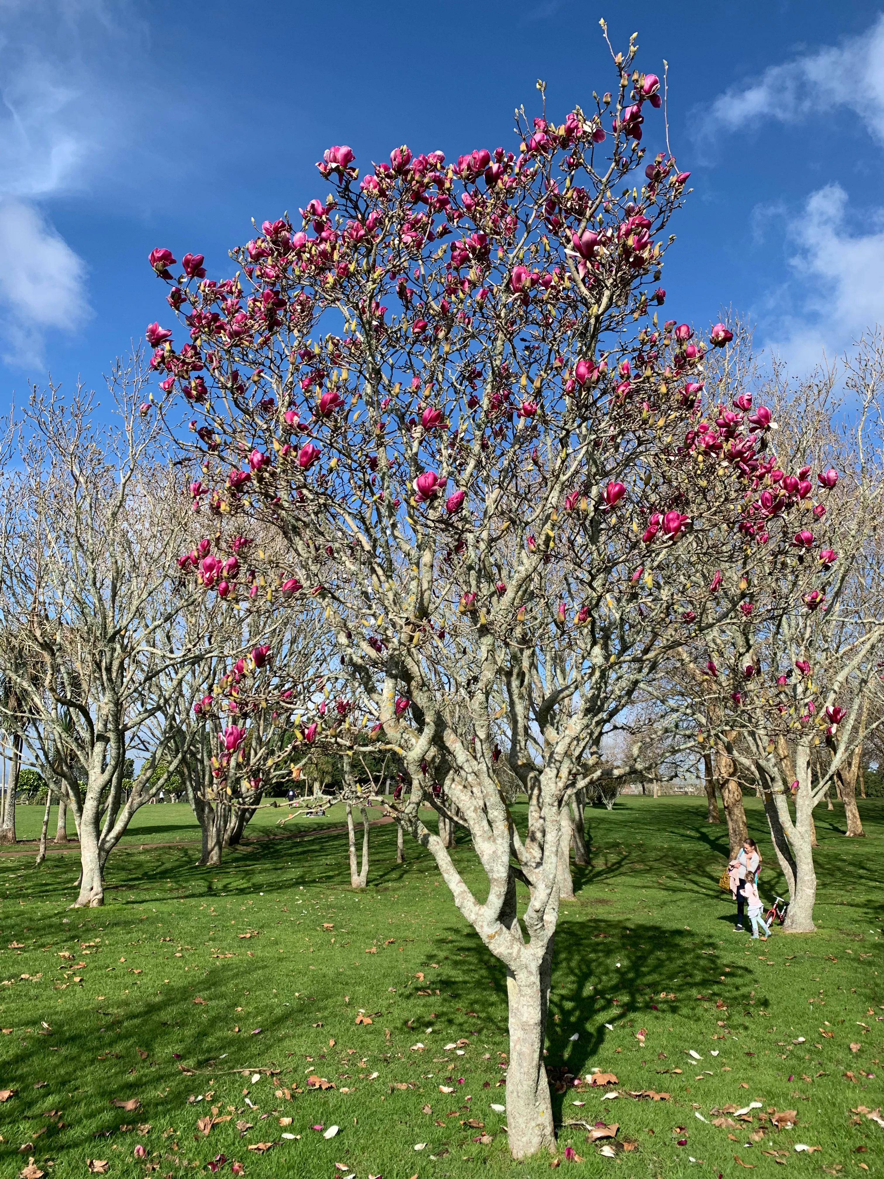 在新西兰上班是什么感觉 (新西兰生活工作怎么样)