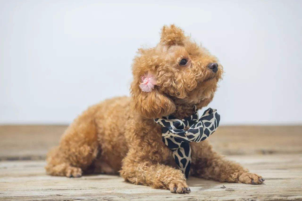 辟谣，狗狗也会腰椎盘突出，不合理运动伤害大，注意三点正确护理