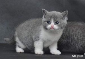 小猫拉肚子还能喂猫粮吗,猫咪换猫粮拉肚子怎么办