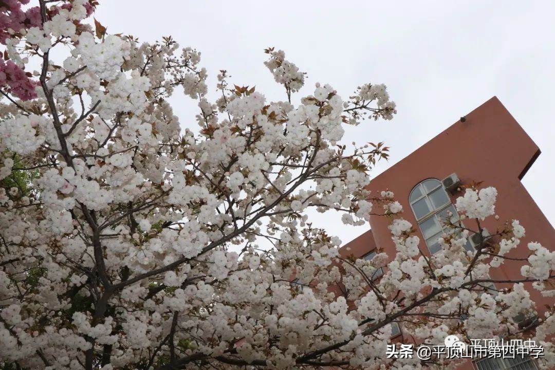 平顶山四中官网招生,平顶山市第四中学2020年