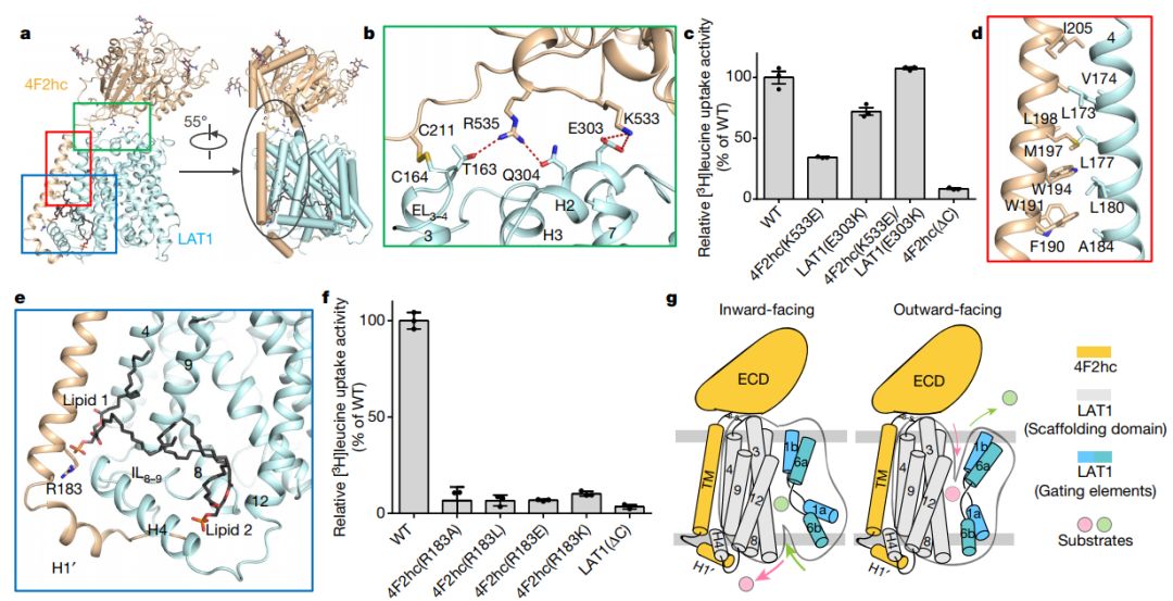 冷冻电镜最新研究,冷冻电镜研究成果涌现