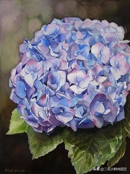 100种花卉绘画,100多张花卉线描手稿素材赶快收藏