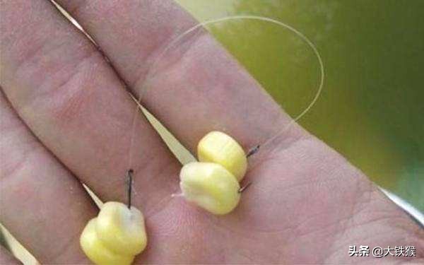 大师用玉米钓鱼怎样调漂,简单易学的钓鱼老玉米制作