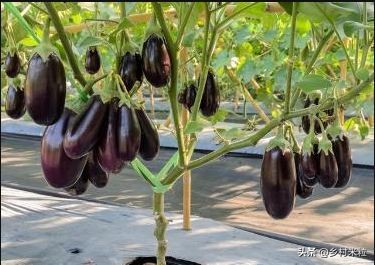 茄子产量少怎么补救,茄子长的品质不好的原因是什么