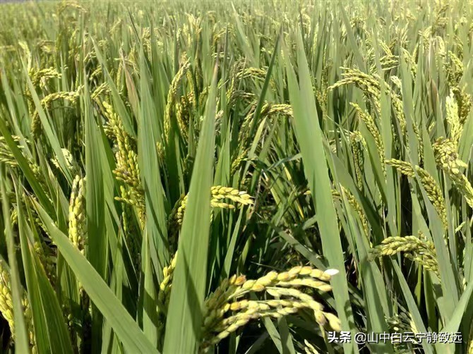 山东济宁方言最新,济宁方言点名视频