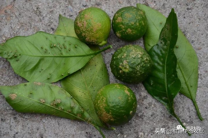 10类常见虫害高清图谱含防治方案,20种病虫害防治集合