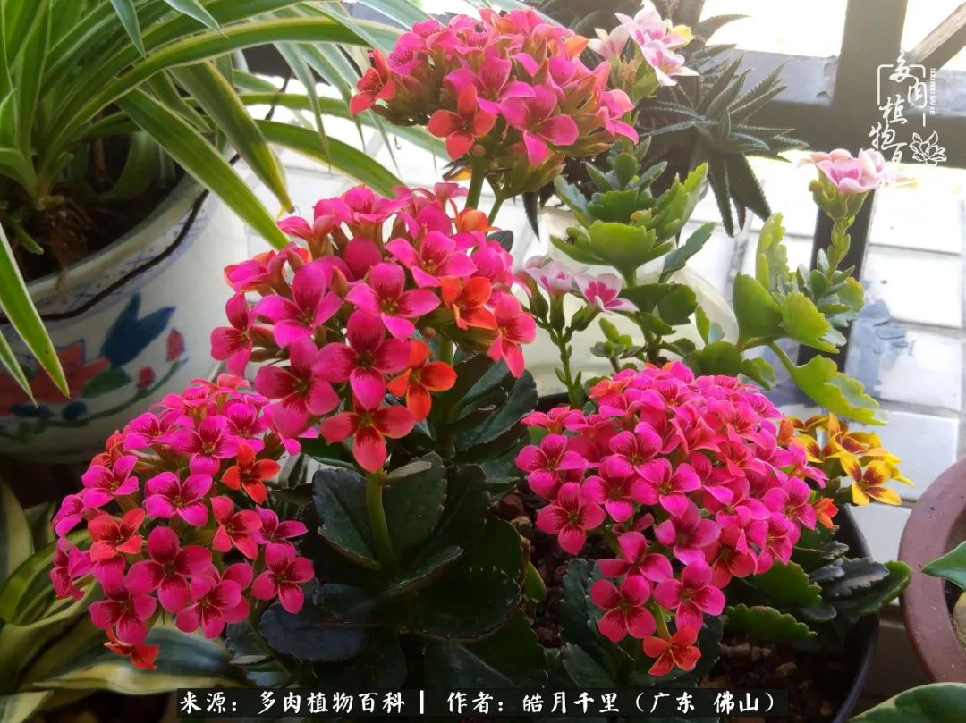 多肉娇气养不活多肉的10个秘密,养多肉是件很治愈的事情