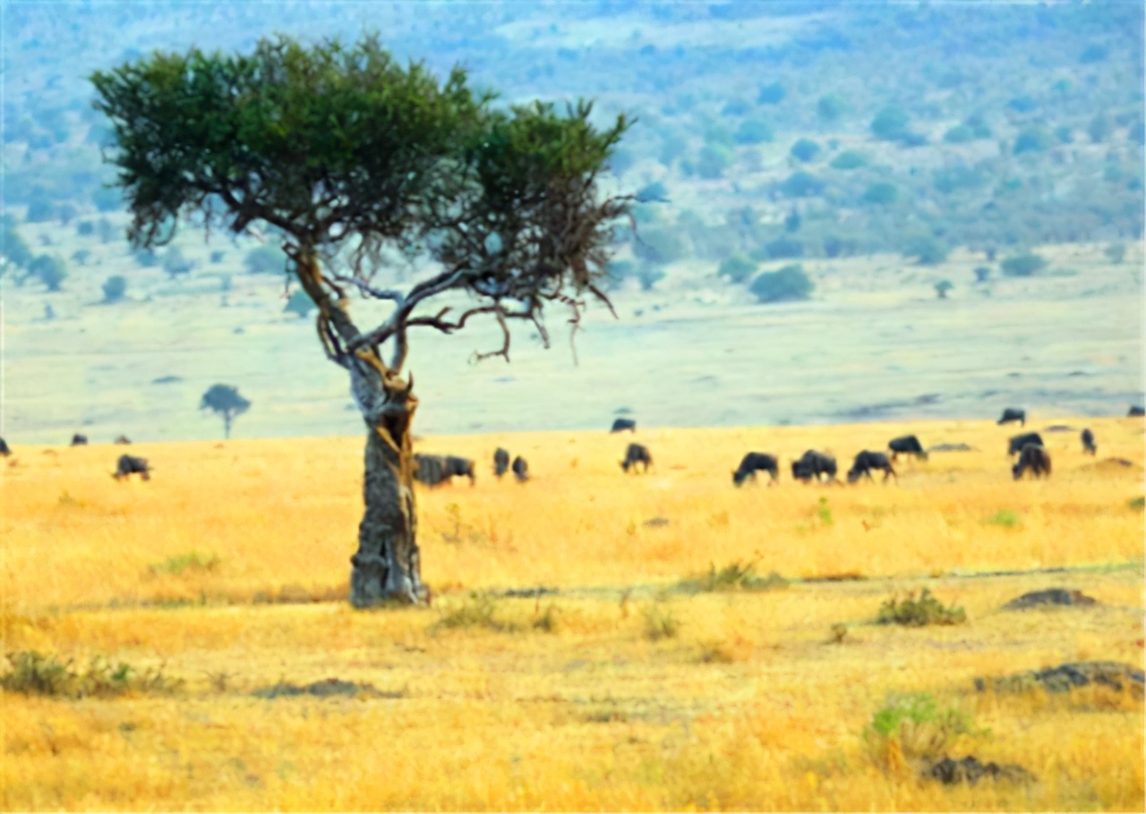 非洲大饥荒：1年饿死1600万人，这大概就是地狱的样子
