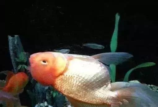 金鱼老是往外跳怎么办,金鱼总是在缸底游怎么回事