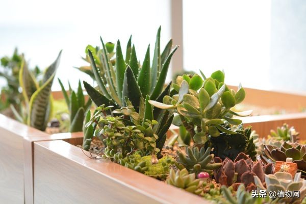 芦荟能直接抹在脸上美容吗,什么品种芦荟可以直接敷脸