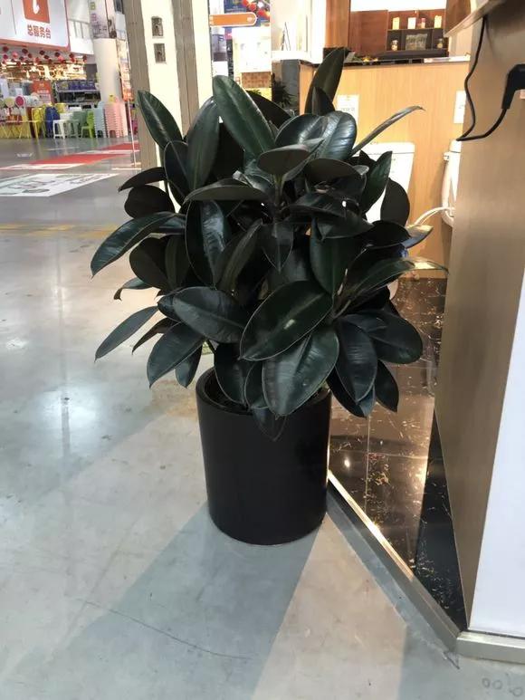 客厅养绿植养几棵最合适,室内适合养什么树一年四季