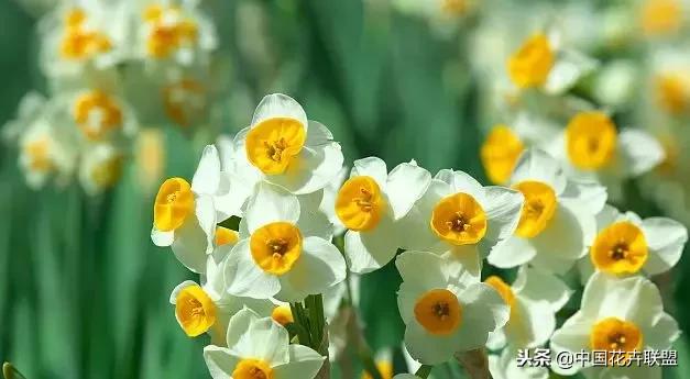 100种鲜花的花语樱花,100种不同花的花语