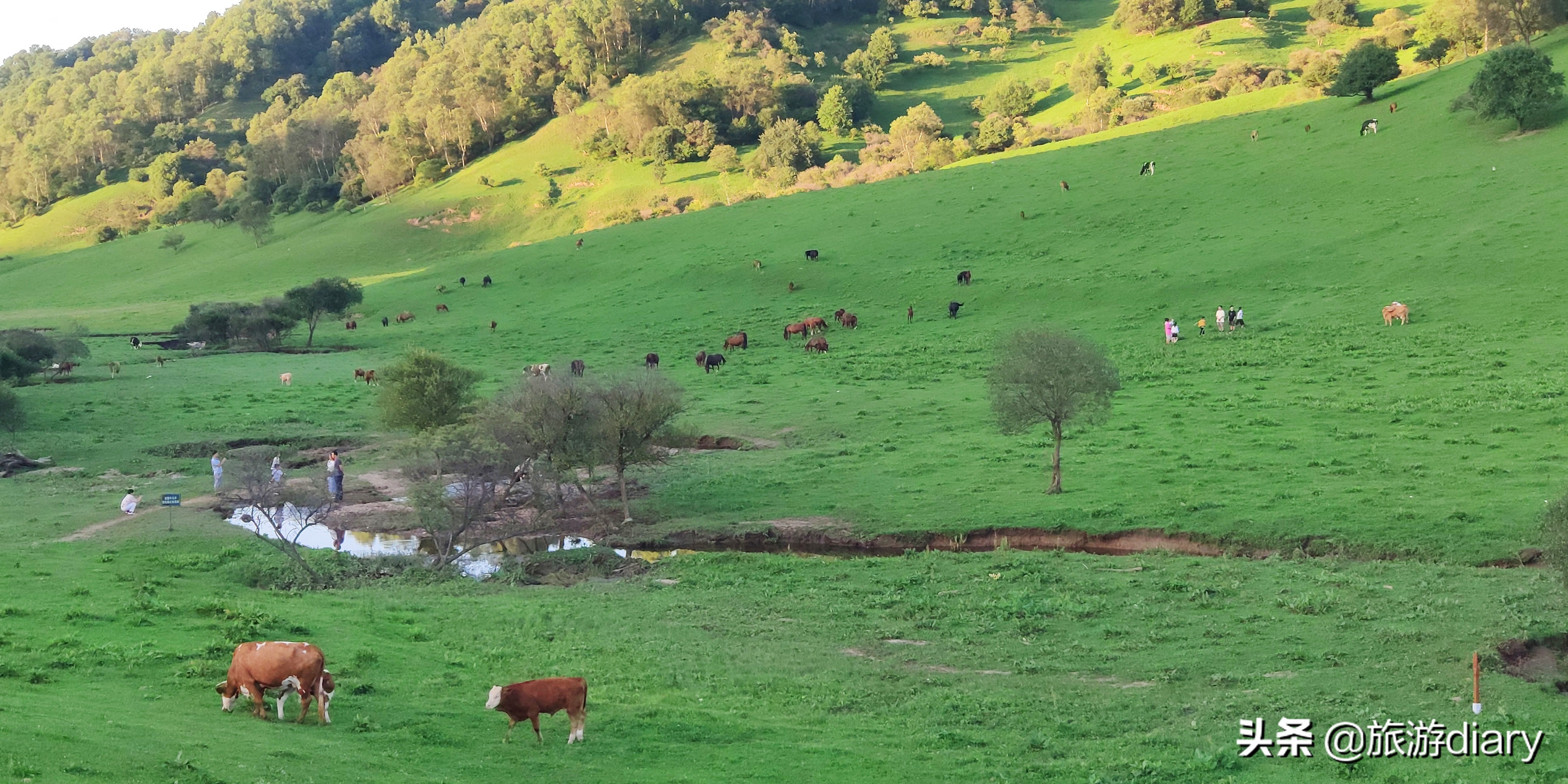陕西宝鸡关山牧场,夏季避暑很凉快,但住宿一晚上千块到底值不值