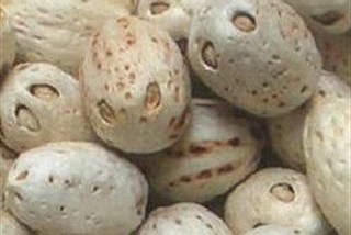 五眼六通菩提手串怎么盘,隐藏在我们身边的平民手串