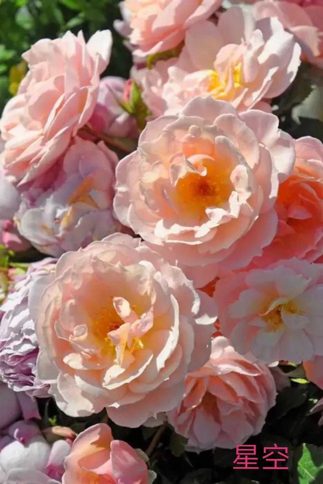 木村卓功推荐的月季,木村卓功月季