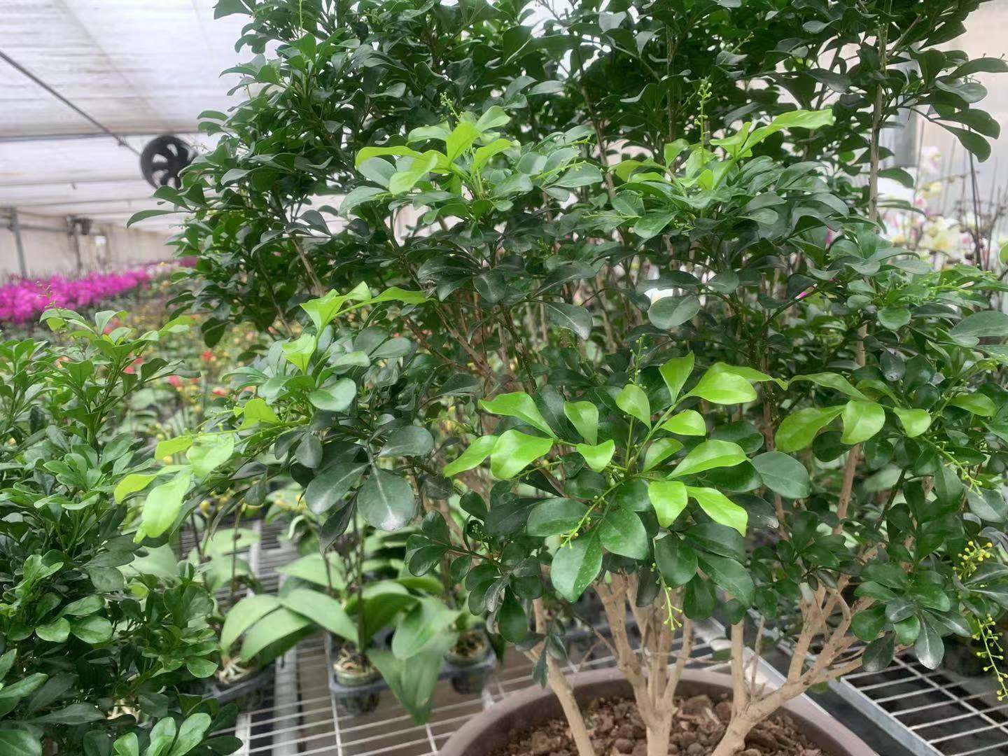 百度文库显示，七成以上花友困扰于米兰的胶泥土，该如何解决