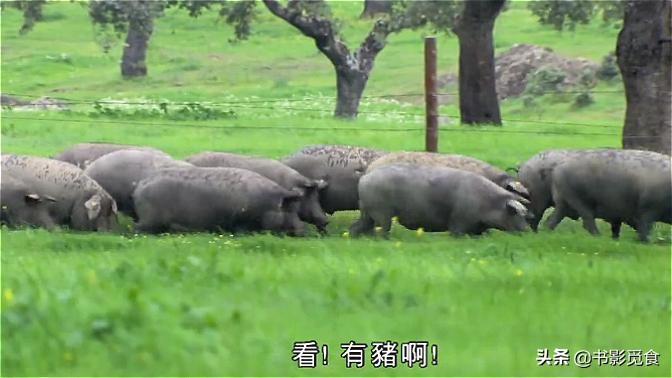 伊比利亚猪火腿,伊比利亚正宗火腿