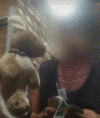 澳媒曝光“澳洲制造”真相：中国玩具换标秒变澳洲货，销量暴涨？