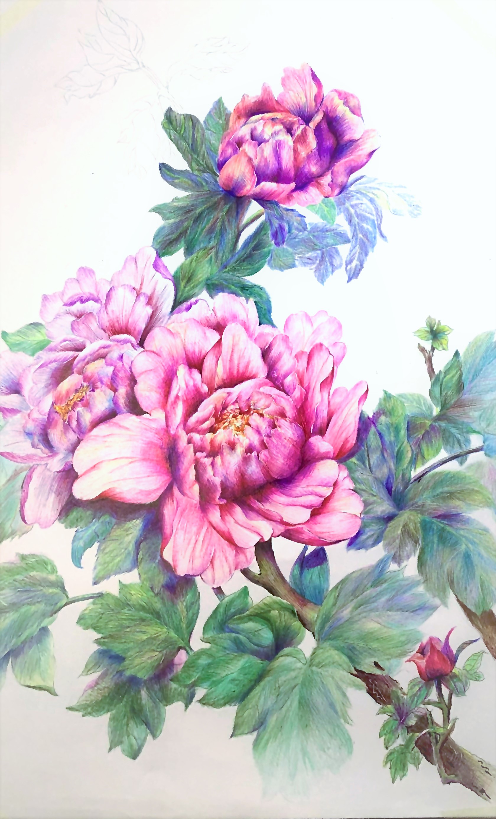 圆珠笔画牡丹教学,圆珠笔画牡丹的画法