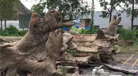芦山挖出金丝楠乌木,成都挖出的乌木