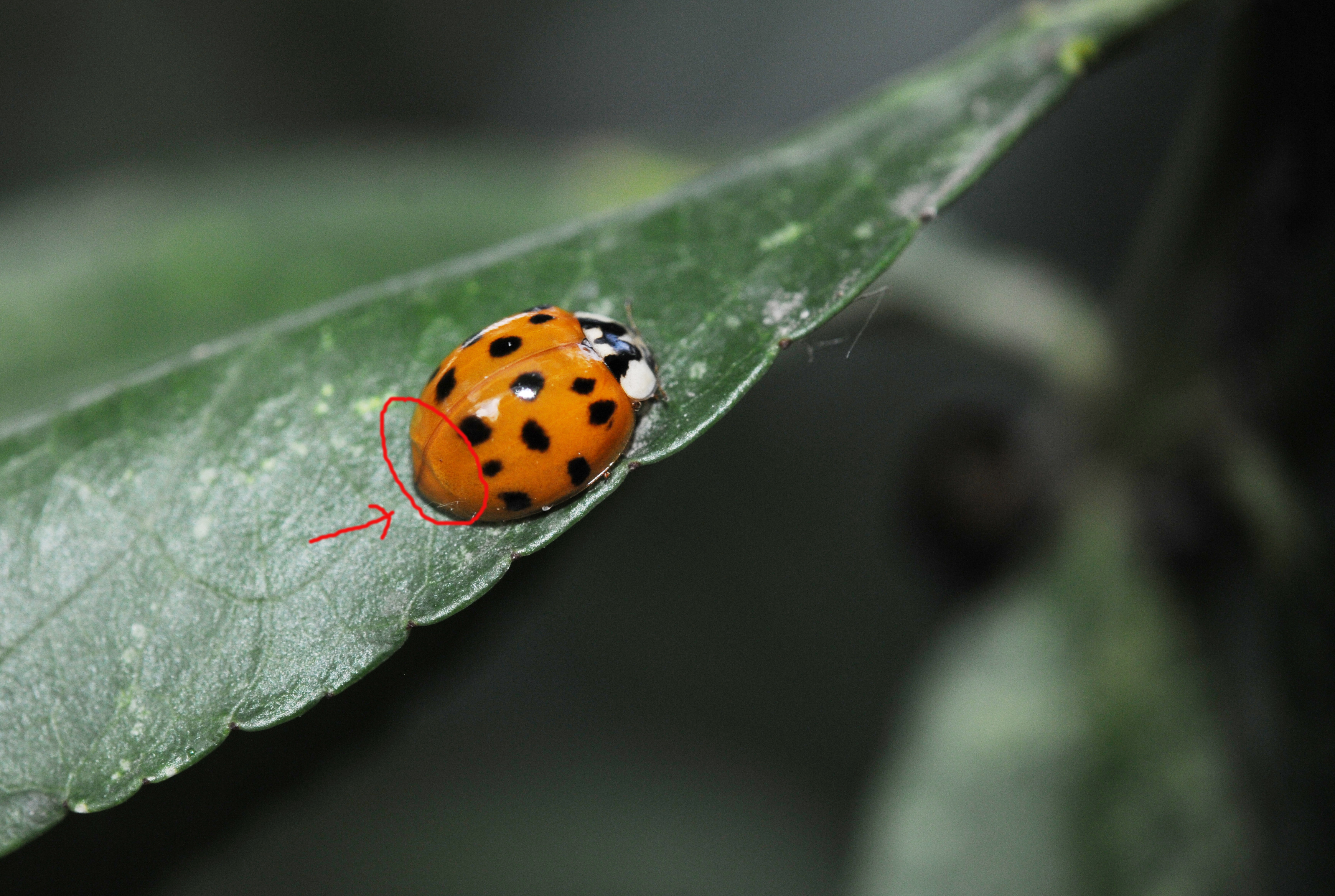异色瓢虫和四星瓢虫,异色瓢虫与瓢虫的区别