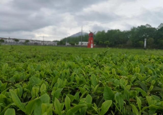 英山云雾茶手工茶,英山云雾茶哪个品牌好