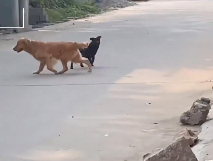 山东一金毛交男朋友玩私奔,主人气坏:我不同意,你配不上俺家狗