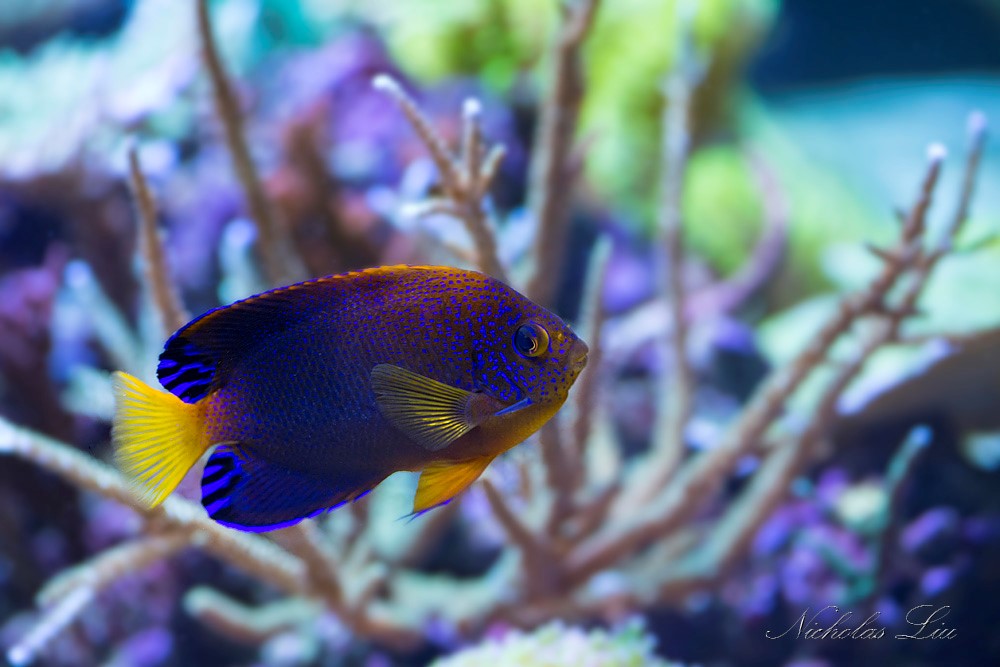 经典海水礁岩生态缸分享，180×120×60厘米三面观赏海缸