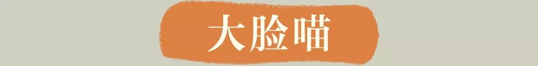 奈雪猫猫杯,奈雪猫杯