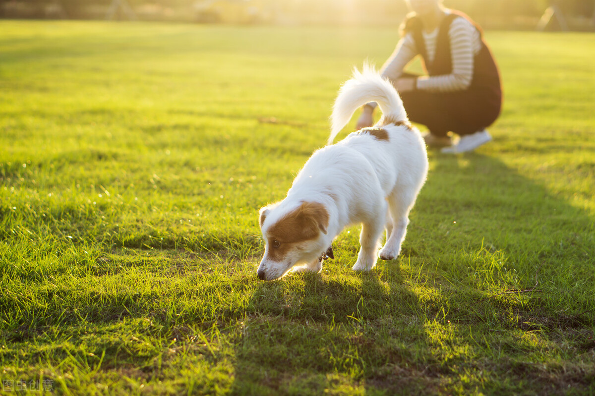 阿拉斯加狗狗合理的饲养方法,怎么正确养狗狗