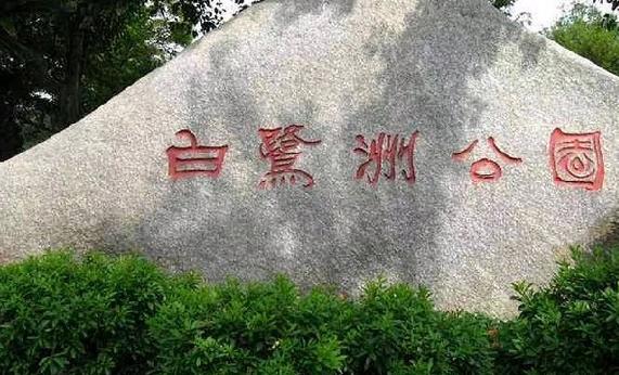 鸽群飞翔,鸽群翱翔蓝天视频