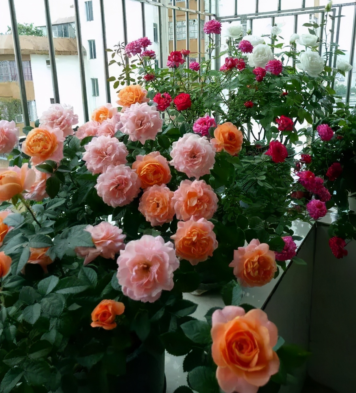 扦插花的快速生根法,哪些花卉可以用扦插的方法插活