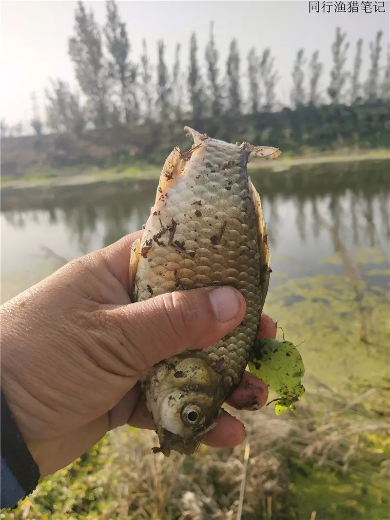 2019钓鲫鱼视频全集,钓鲫鱼的笔记