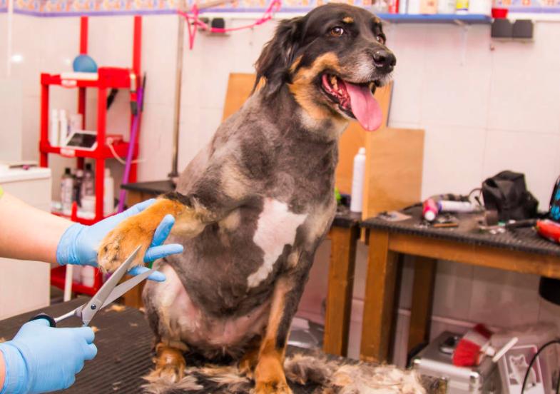 怎么剃狗狗毛发不伤毛,怎么给脏狗狗剃光毛发