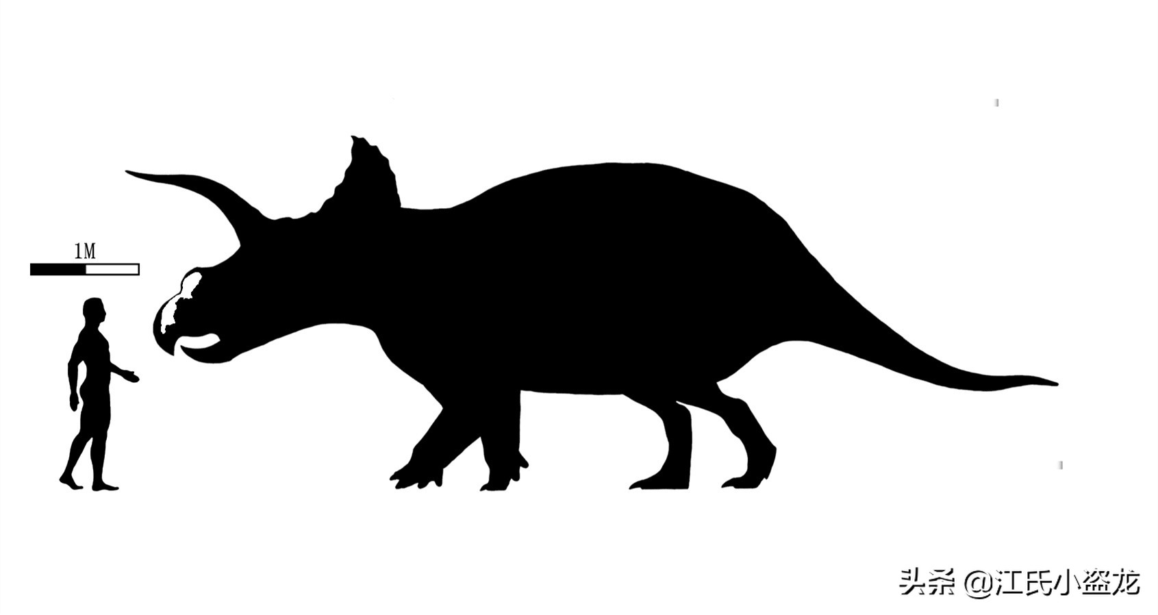 最大三角龙将被拍卖，估价超过千万