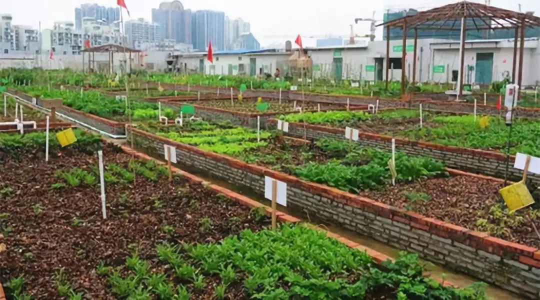 日本myfarm共享农场营销模式,开心农场happyfarm攻略