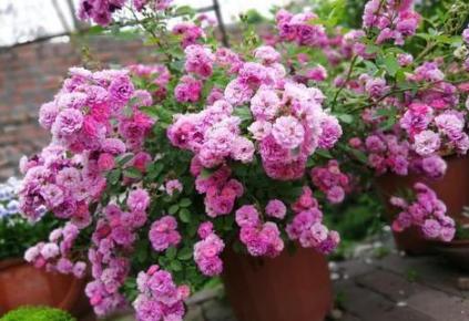 家庭盆栽废茶渣沤肥,牛奶和淘米水沤肥