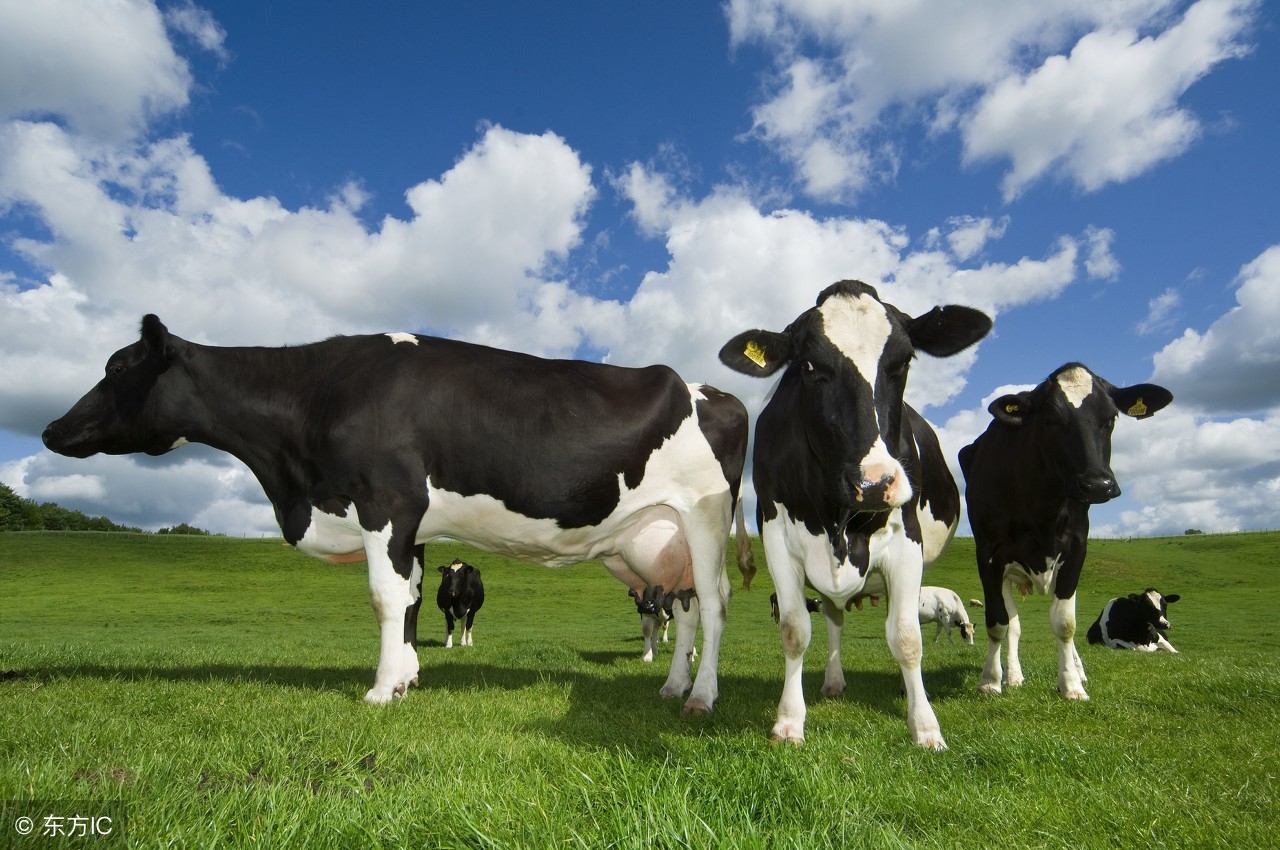 澳洲a2二段奶源,澳洲奶粉奶源是哪里