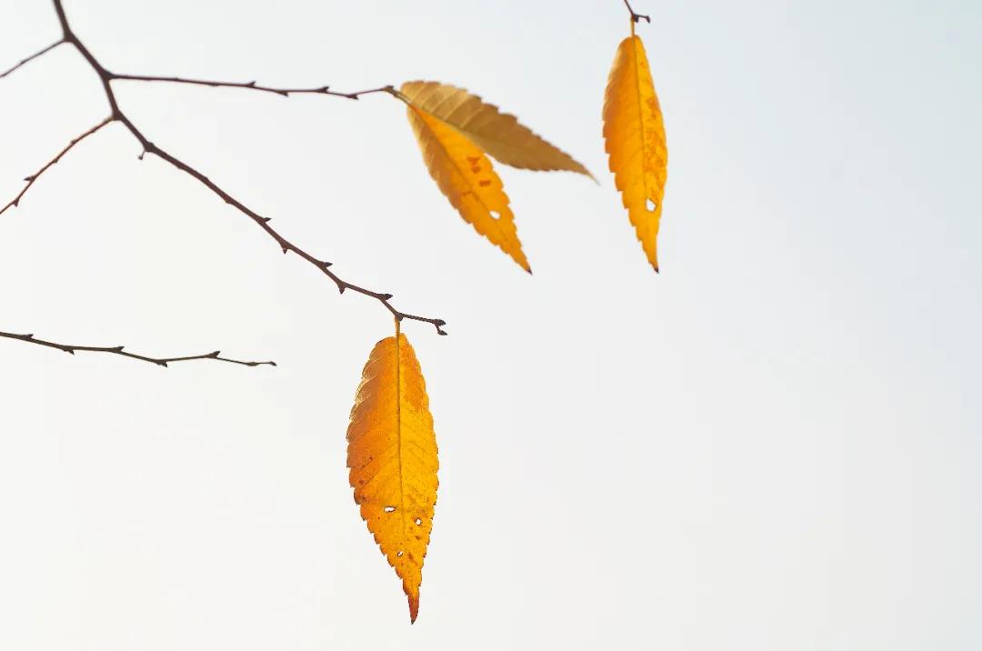 秋天十大绝美诗词名句,关于秋天的100句绝美诗词