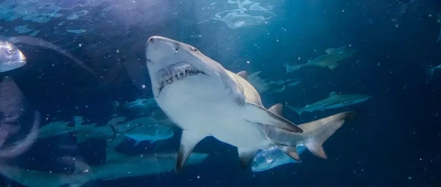 海昌海洋公园口碑,海昌海洋公园值不值