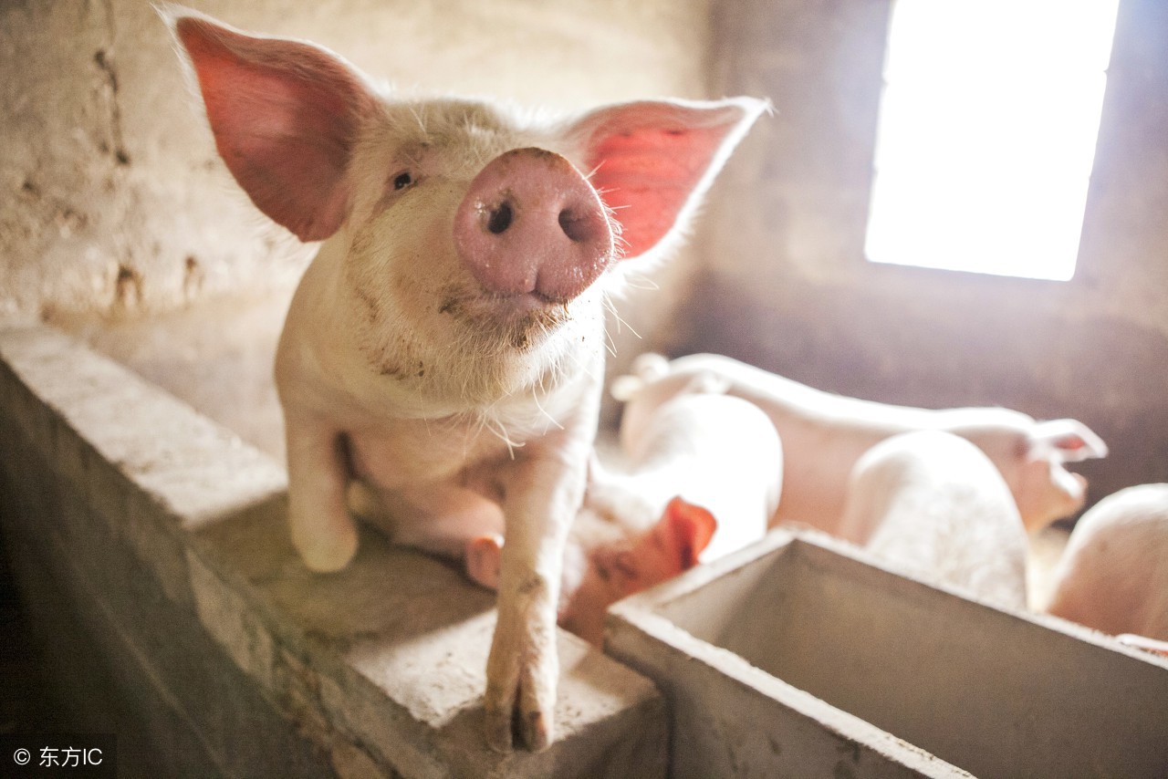 小方法解决猪厌食,育肥猪亚健康怎么调理