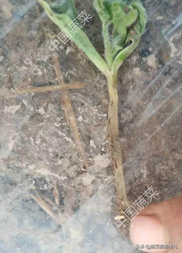 西瓜苗根里有蛆怎么办,西瓜苗期有白蛆用什么药