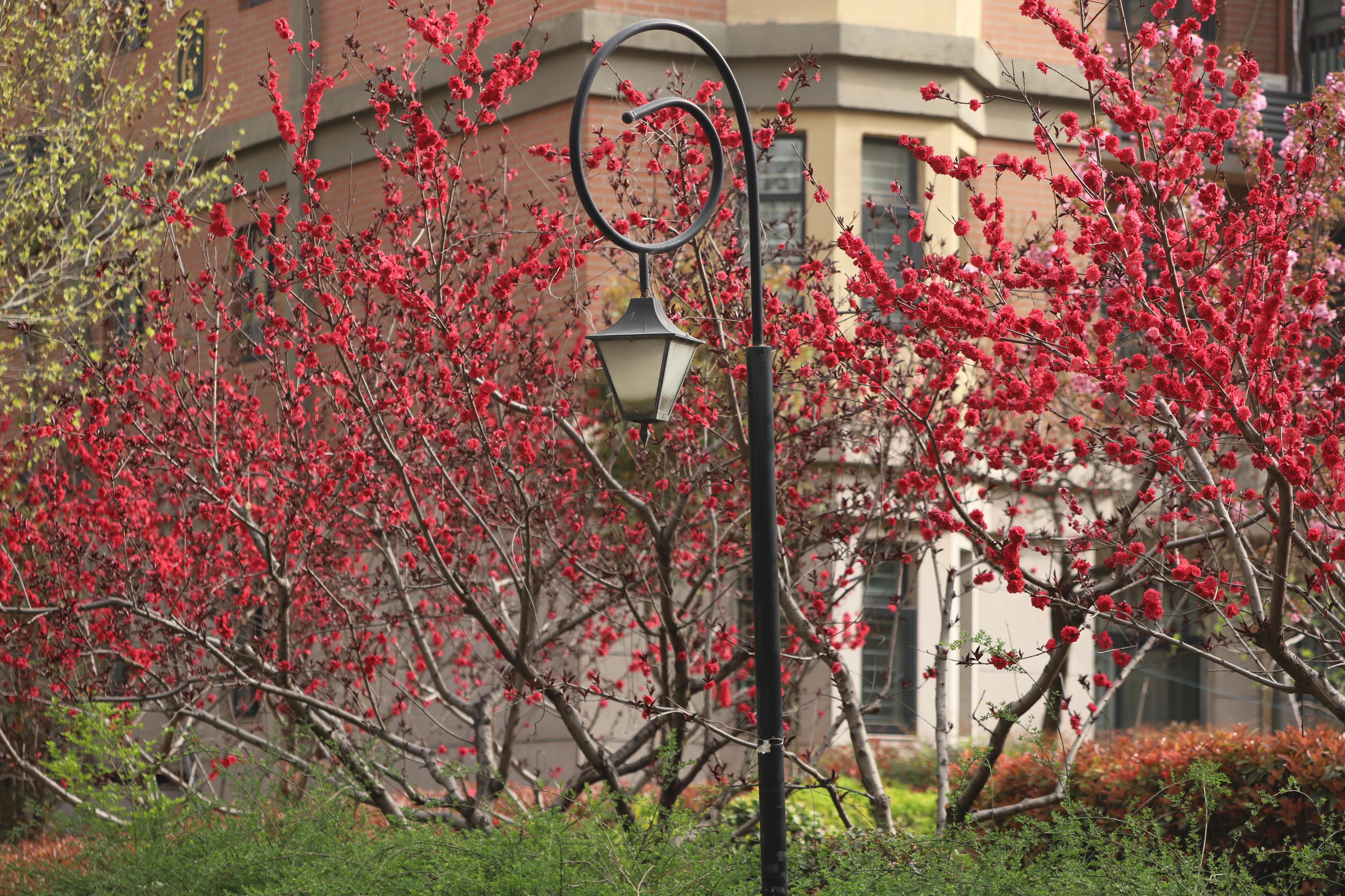 骏景花园116平米,骏景花园小区效果图