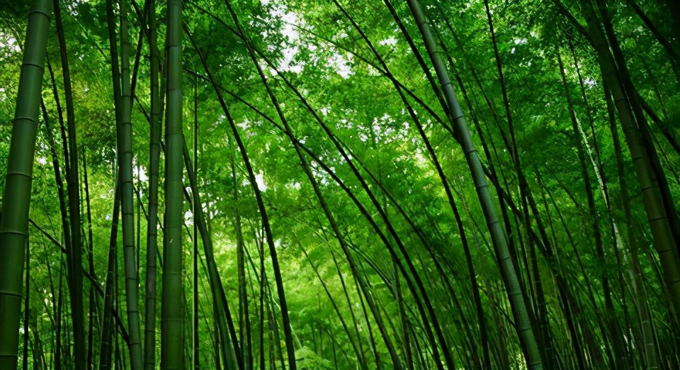 云贵川农产品土特产竹笋,重庆市忠县白石镇竹笋