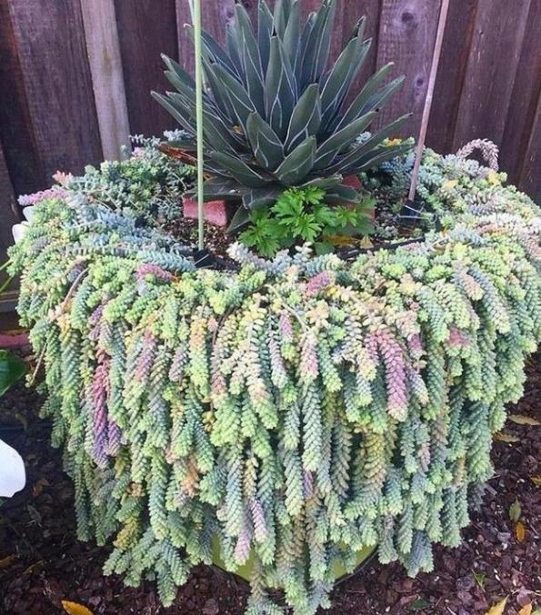 新玉缀怎么养能爆盆,玉缀叶子繁殖叶片必须朝上吗