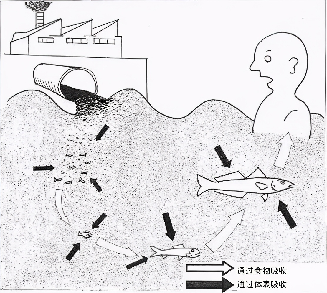 日本排放核污水发现大量死鱼,日本排放核废水被发现