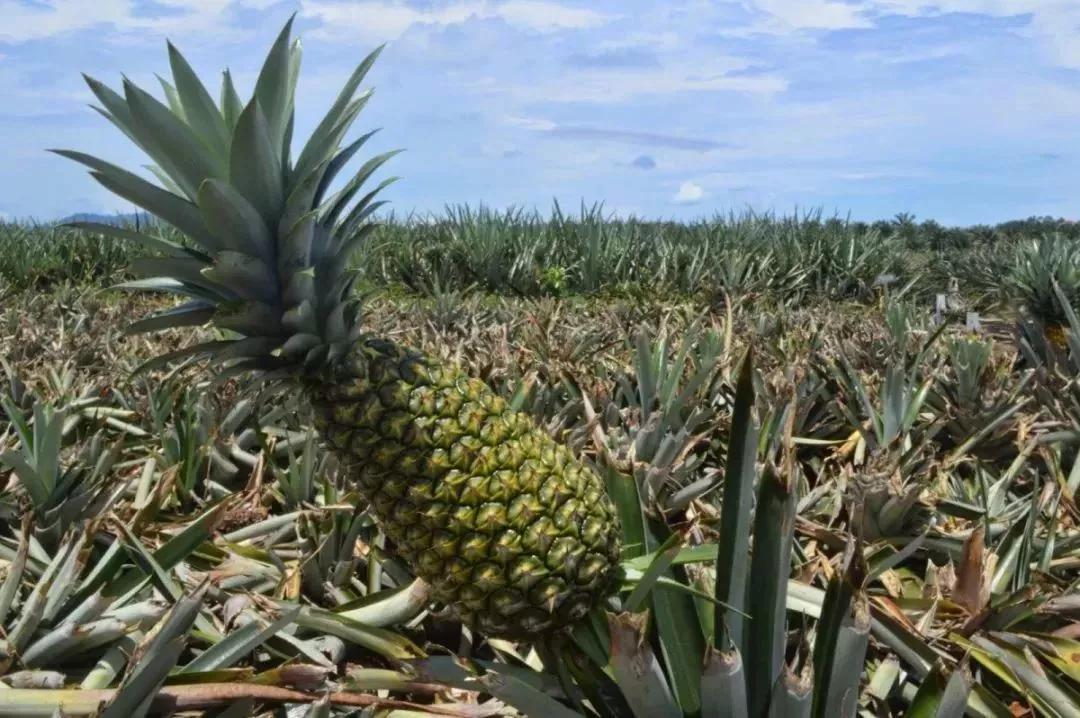 柔佛马来西亚第二大城市,投资马来西亚东方城靠谱吗