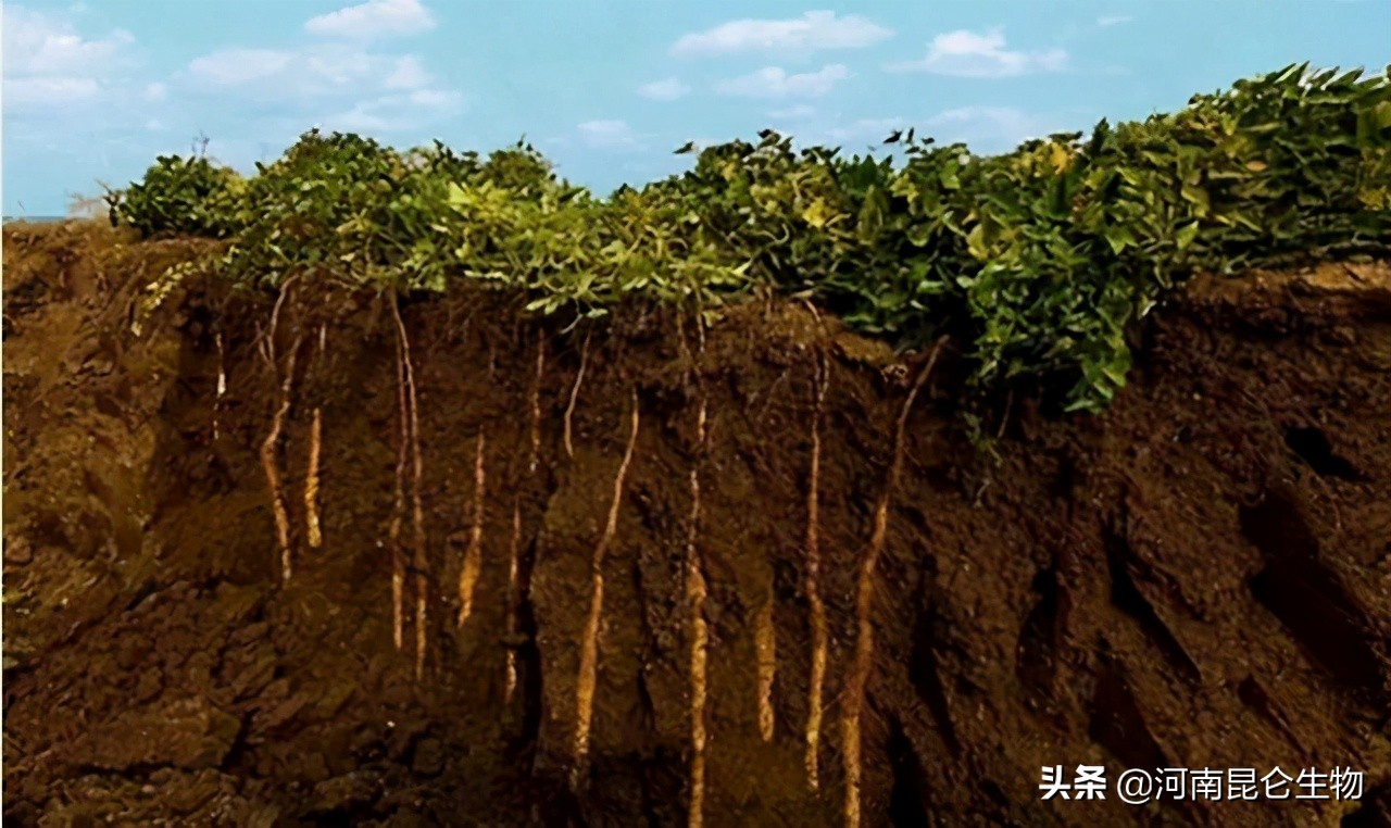 山药枯萎黄萎病怎么办？烂根病用什么药效果好？黄叶死苗怎样处理