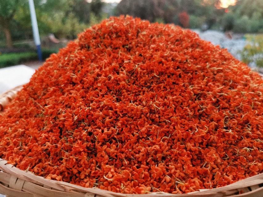 金秋十月金灿灿的桂花又香又美丽,又香又美的红桂花