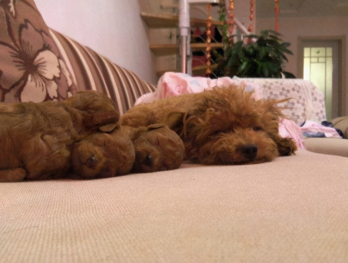 养一只泰迪犬一个月花多少钱,领养泰迪犬怎么养才听话